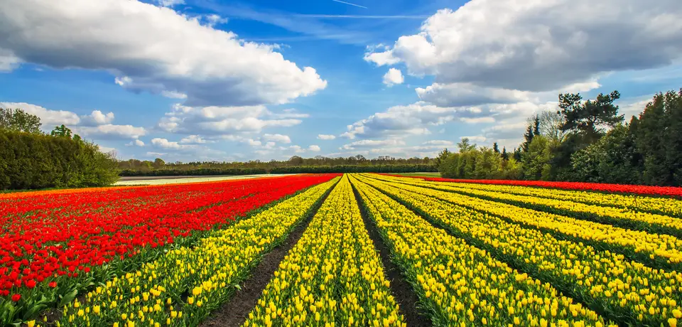 b2d9afdf-c821-4bb1-a2ad-94cf275e80f4-wonderful-tulips-by-springtime-keukenhof-gardens-2021-08-27-08-56-37-utc (1).jpg